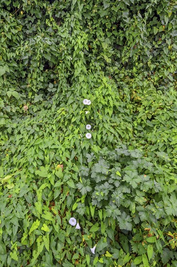 Larger bindweed (Calystegia sepium), Kempten, Allgäu, Bavaria, Germany, Europe