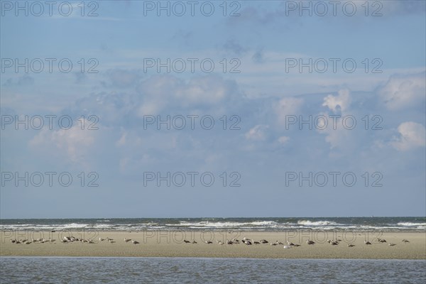 Birds resting on a sandbank by the sea under a cloudy sky, spiekeroog, east frisia, north sea, germany