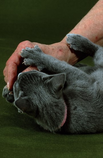 Russian blue cat, playing