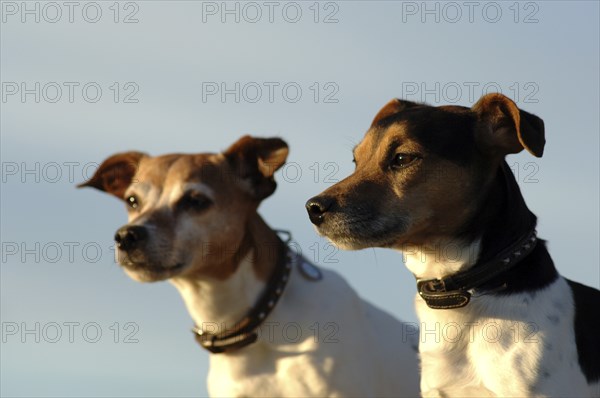 Two photogenic Jack Russell Terrier males in portrait in front of a blue sky