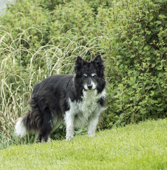 Elderly Border Collie