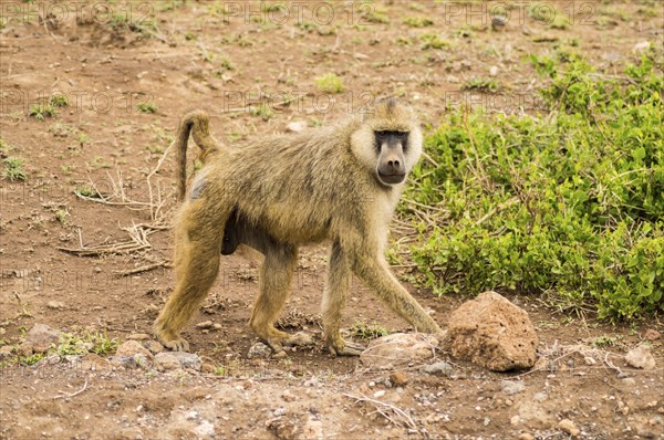 Four-legged baboon in savannah at Amboseli Park in northwestern Kenya