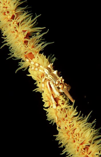 Gorgonian spider crab, Xenocarcinus tuberculatus, Indonesia, Raja Ampat, Irian Jaya, West Papua, Indian Ocean, Asia