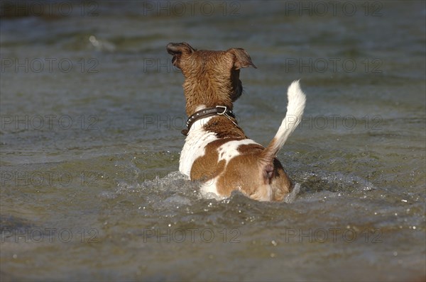 Jack Russell terrier in the water, from behind