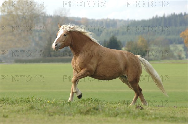 Haflinger mare at a gallop