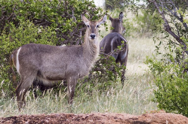 Waterbuck (Kobus ellipsiprymnus) . In a heavy rain shower the wet waterbuck is standing on the savannah of the Tsavo East National Park in Kenya