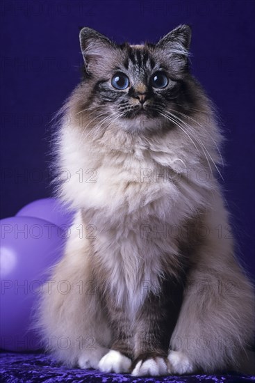 Holy Birman cat, female, 5 years, cat, soul-tabby-point