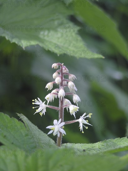 White sprays of Tiarella cordafolia