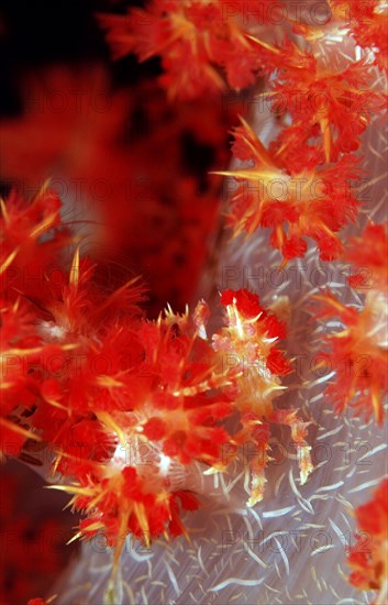 Soft coral spider crab, Hoplophrys oatesii, Indonesia, Wakatobi Dive Resort, Sulawesi, Indian Ocean, Banda Sea, Asia