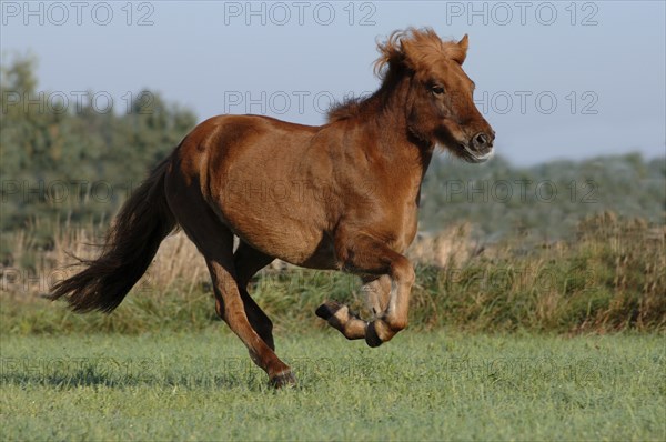 Icelandic horse at a gallop