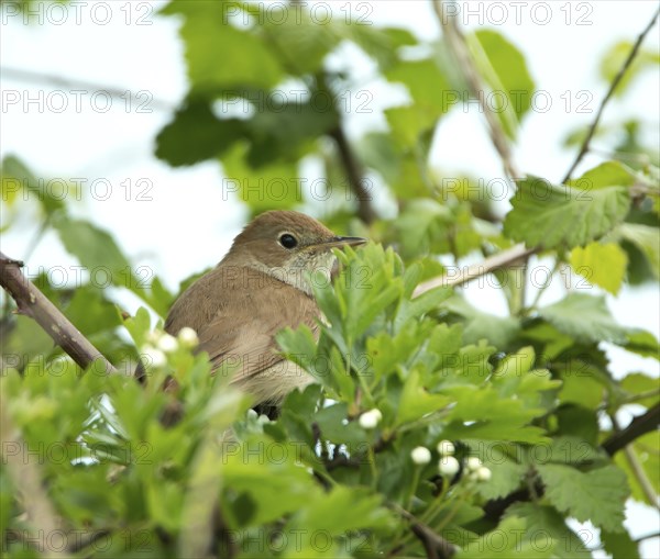 Nightingale partly concealed in tree