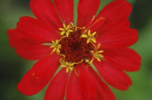 Red zinnia against green background