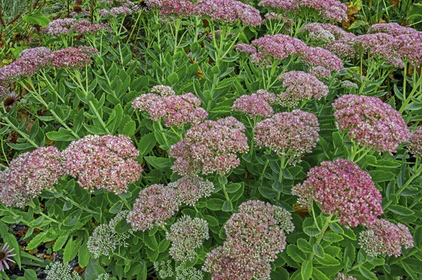 Showy stonecrop (Hylotelephium spectabile), Kempten, Allgäu, Bavaria, Germany, Europe