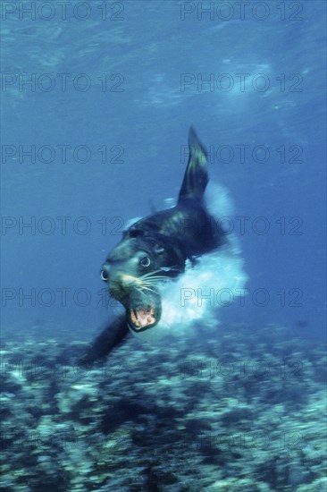 Attacking California sea lion, Zalophus californianus, Mexico, Lake Cortez, Lower California, La Paz, Central America