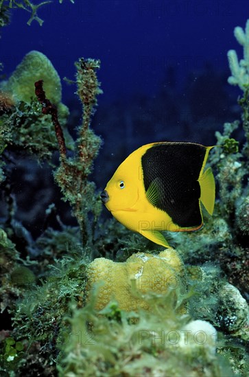 Rock beauty, Holacanthus tricolor, British Virgin Islands, BVI, Caribbean Sea, Caribbean, Leeward Islands, North America