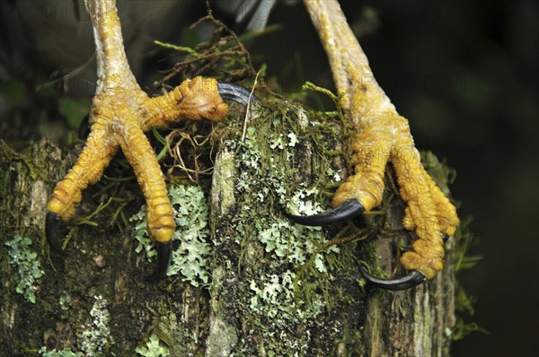 Detail of talons of Australasian Harrier Hawk, Circus approximans, New Zealand, Oceania