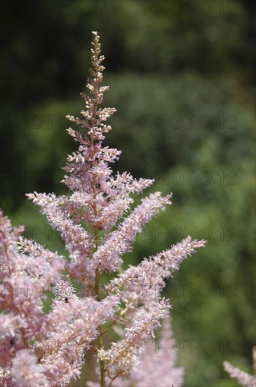 Pink astilbe flower in garden setting