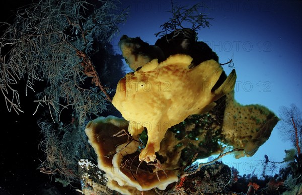 Giant Frogfish, Toadfish, Antennarius commersonii, Indonesia, Raja Ampat, Irian Jaya, West Papua, Indian Ocean, Asia