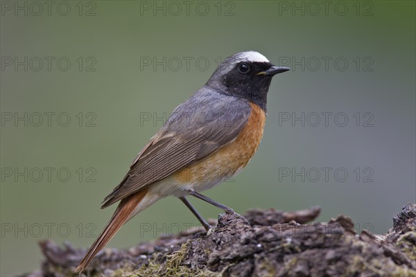 Common redstart, male, Phoenicurus phoenicurus, common redstart, male