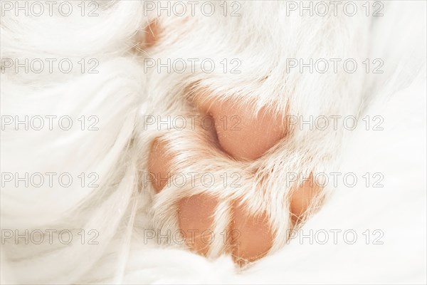 Paw of a four-week-old Icelandic dog