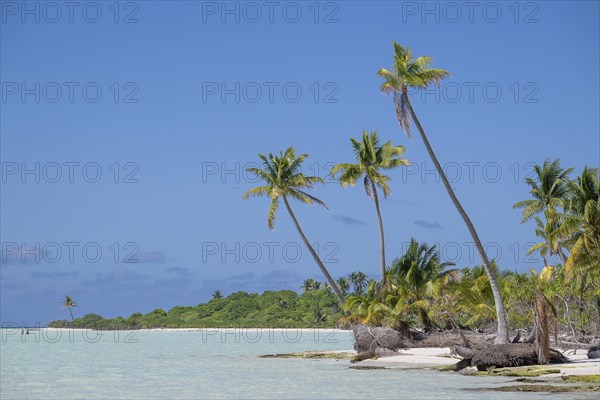 Trio of coconut palms (Cocos nucifera), private island, bird island, privileged, ecological, adventure, Tetiaroa, atoll, Marlon Brando Island, French Polynesia, Society Islands, Leeward Islands, Oceania