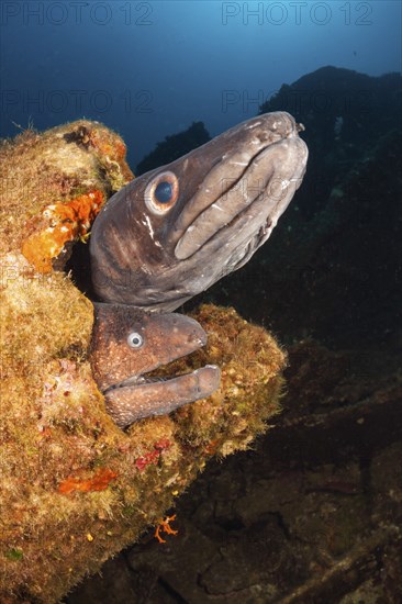 Conger conger eel and brown moray eel at Teti wreck, Conger conger, island Vis, Mediterranean Sea, Croatia, Europe