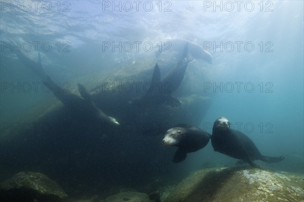 California sea lions, Zalophus californianus, Cabo Pulmo National Park, Baja California Sur, Mexico, Central America