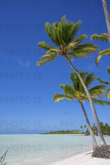 Coconut palms (Cocos nucifera), in the background Motu, private island, bird island, privileged, ecological, adventure, Tetiaroa, atoll, Marlon Brando Island, French Polynesia, Society Islands, Leeward Islands, Oceania