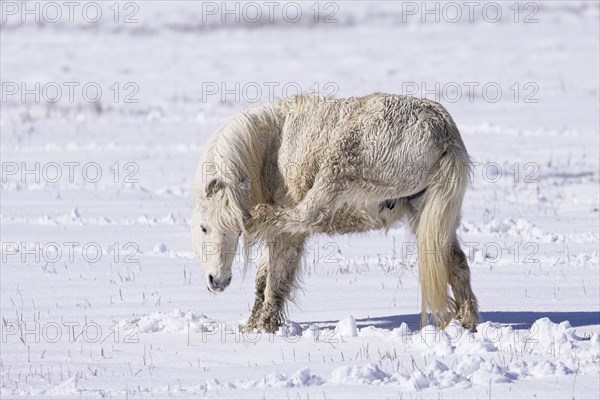 A small white horse scratches itself in a snow covered field during winter in Hauser, Idaho