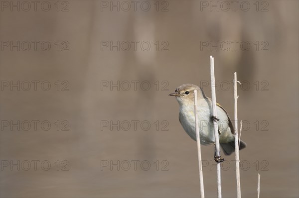 A chiffchaff sits on a reed sticking out of the water