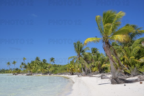 Long beach with coconut palms (Cocos nucifera) invites you to swim, private island, bird island, privileged, ecological, adventure, Tetiaroa, atoll, Marlon Brando Island, French Polynesia, Society Islands, Leeward Islands, Oceania