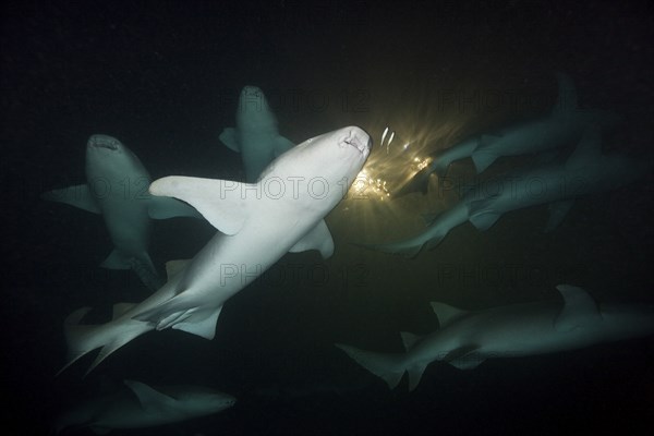 Group of nurse sharks at night, Nebrius ferrugineus, Felidhu Atoll, Maldives, Asia