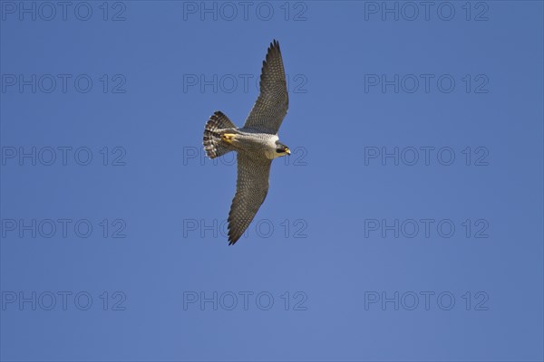 Peregrine falcon, Falco peregrinus, peregrine falcon