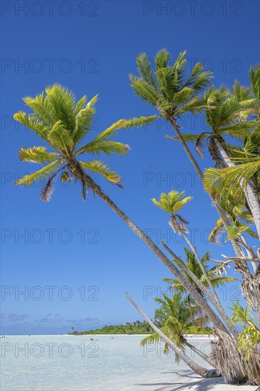 Coconut palms (Cocos nucifera) stretch towards the sun, private island, bird island, privileged, ecological, adventure, Tetiaroa, atoll, Marlon Brando Island, French Polynesia, Society Islands, Leeward Islands, Oceania