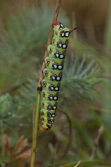 Spurge hawk-moth, caterpillar, Hyles euphorbiae, spurge hawk-moth, caterpillar