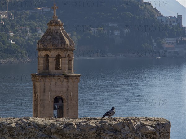 Church tower with a dove in the foreground, sea and mountains in the background, dubrovnik, Mediterranean Sea, Croatia, Europe