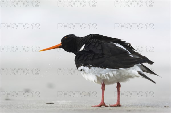 An oystercatcher shakes its head on the beach of the Heligoland dune