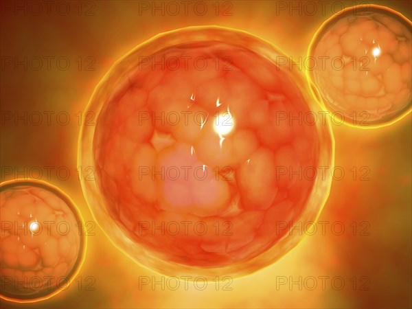 Microscopic view of a blastula during pregnancy. After the cleavage has produced over 100 cells, the embryo is called a blastula. The blastula is usually a spherical layer of cells (the blastoderm) surrounding a fluid-filled or yolk-filled cavity (the blastocoel)