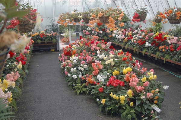 Begonia display at Christchrurch Botanic Gardens, pre-earthquake