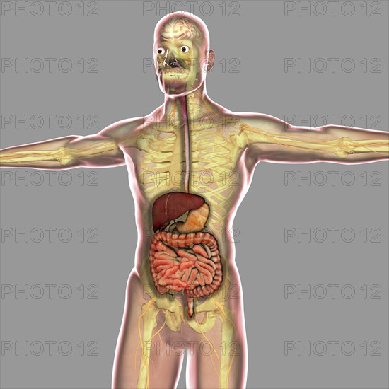 Human digestive system