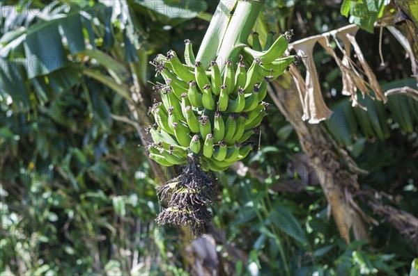 Plantation of bananas, bunch of banana, plant