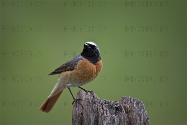 Common redstart, male, Phoenicurus phoenicurus, common redstart, male