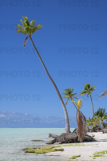 Solitary coconut palms (Cocos nucifera), private island, bird island, privileged, ecological, adventure, Tetiaroa, atoll, Marlon Brando Island, French Polynesia, Society Islands, Leeward Islands, Oceania