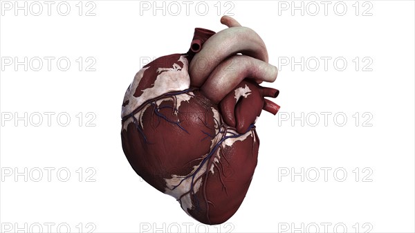 Three dimensional view of human heart, front