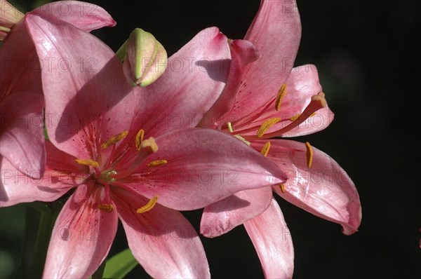 Pink Asiatic Lilies, Royal Love, Hemerocallis flava