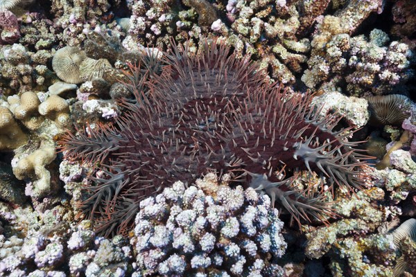 Crown-of-thorns starfish damaging reef, Acanthaster placi, Ahe Atoll, Tuamotu Archipelago, French Polynesia, Oceania