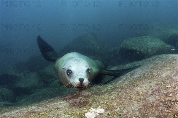 California sea lion, Zalophus californianus, Cabo Pulmo National Park, Baja California Sur, Mexico, Central America