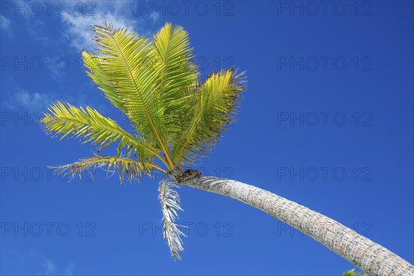 Fronds of a coconut palm (Cocos nucifera) against the sky, private island, bird island, privileged, ecological, adventure, Tetiaroa, atoll, Marlon Brando Island, French Polynesia, Society Islands, Leeward Islands, Oceania