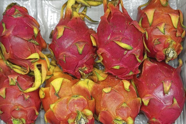 Pitaya dragon fruit in crate