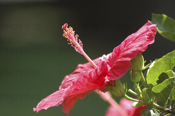 Detail of red hibiscus, Hibiscus rosa-sinensis, in garden setting